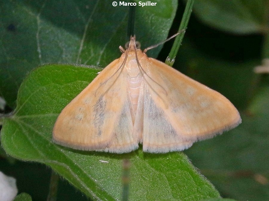 Sytochroa verticalis (Crambidae)